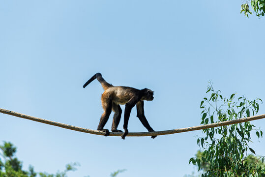 chango, mono, animal, fauna, mam&iacute;fero, naturaleza, &aacute;rbol, inhospitalario, beb&eacute;, ardilla, zoo, jungla, capuchino, pelaje, sucursal, cuca, cara, bosque, miniatura, tropical, mirada, joven, sentada, retr