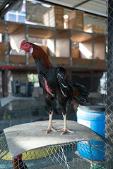 One fighting gamecock or Thai Chicken stand on a bamboo coop in home at Thailand © Dontree