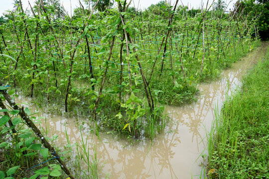 Flooded Agricultural Field and Vegetable Plantation with Climbing Green Crops