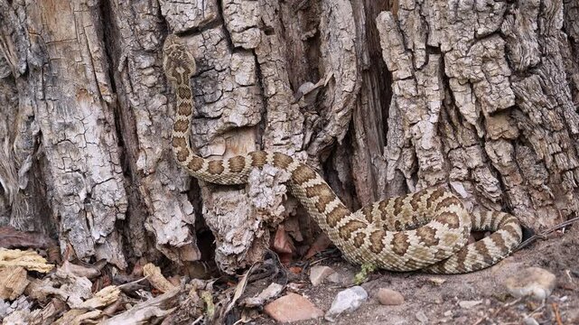 Great Basin Rattlesnake as it slowly climbs the bark of a tree in Hobble Creek Canyon, Utah.