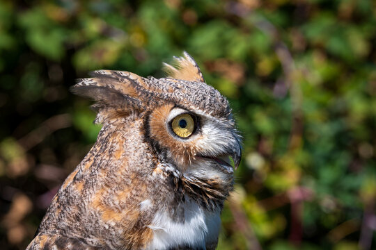 great horned owl or bubo virginianus bird profile  