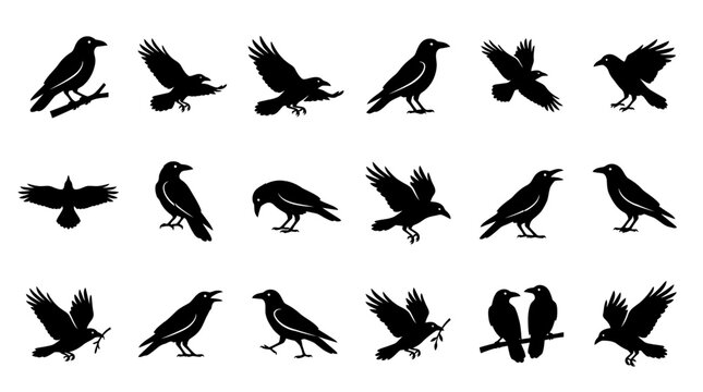 Collection of black crow and raven bird silhouettes in various flying and standing poses for graphic design