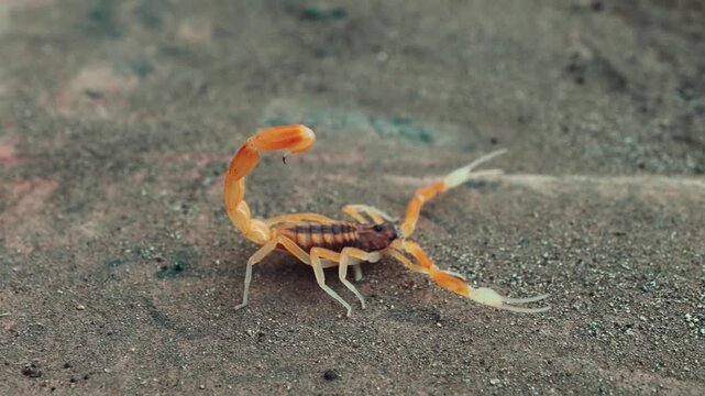 Big yellow scorpion with raised stinger walking on dark soil