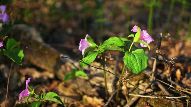 Trillium flowers pink colorful wild wildflowers closeup on hiking trail forest path in Virginia Blue Ridge Mountains of Wintergreen in spring