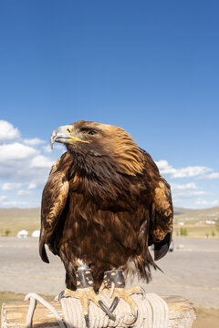 Golden Eagle Full Body Portrait Perched on Wooden Post with Leather Jesses Against Blue Sky and Mongolian Steppe