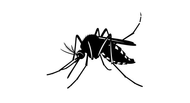 Black mosquito silhouette vector icon, detailed insect profile for pest control and health awareness, isolated mosquito graphic on white background