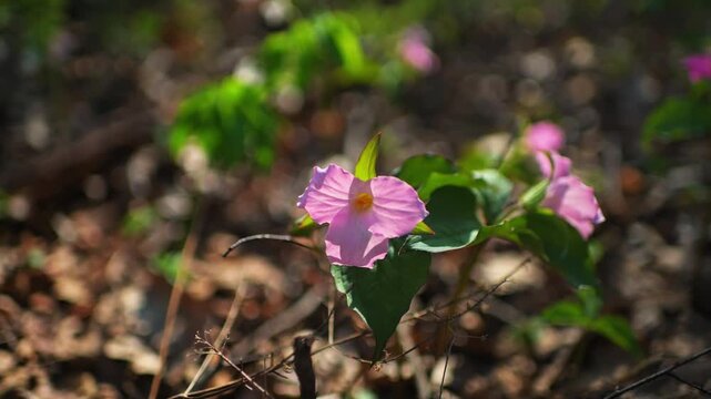 Trillium flowers pink colorful wild wildflowers macro closeup on hiking trail forest path in Virginia Blue Ridge Mountains of Wintergreen in spring