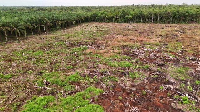 Aerial drone view of cleared tropical forest land with red soil and stumps beside palm oil plantation expansion and remaining rainforest. Deforestation, land exploitation and climate change concept.