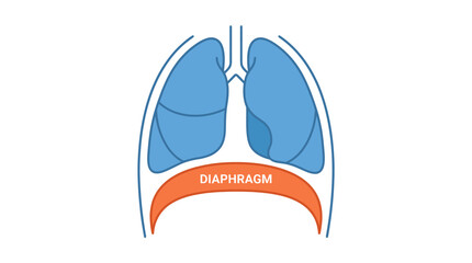 Naklejka premium Anatomical illustration of lungs and diaphragm showing esophagus tube connecting throat to stomach in human body