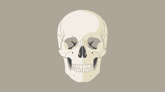Anatomical illustration of a human skull with detailed facial structure