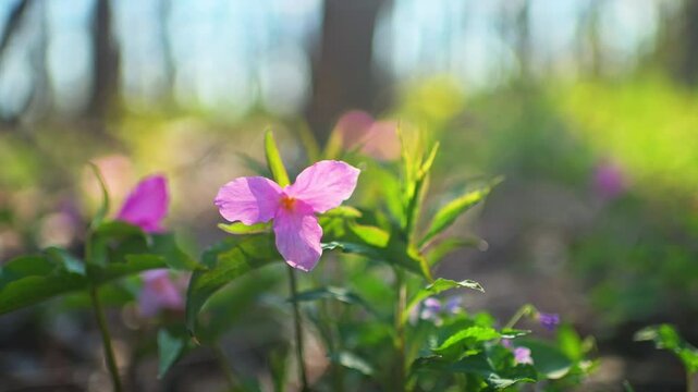 Trillium flower one pink colorful wild wildflower closeup with hiking trail forest path in Virginia Blue Ridge Mountains of Wintergreen in spring