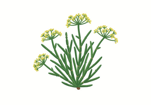 Vector illustration of Rock Samphire (Crithmum maritimum), also known as Sea Fennel, featuring green succulent stems and yellow umbel flowers isolated on a white background.