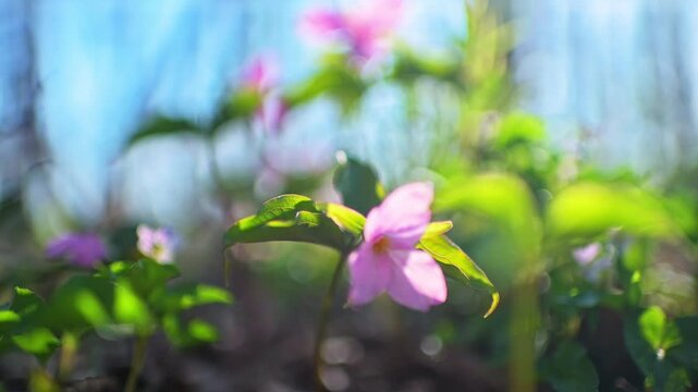 Trillium flower one pink colorful wild wildflower closeup with hiking trail forest path in Virginia Blue Ridge Mountains of Wintergreen in spring