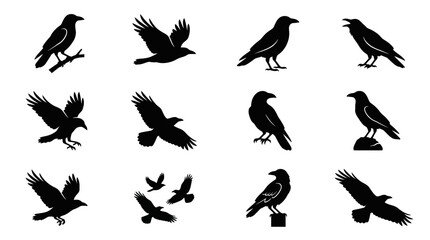 Obraz premium Black crow and raven silhouette collection featuring birds in various flying and perched poses for graphic design projects