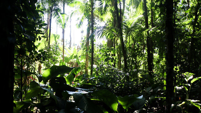 Dense tropical rainforest vegetation, with palm trees and vertical vines. Atlantic Forest region, highlighting species such as a&ccedil;a&iacute; or ju&ccedil;ara.