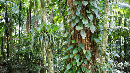 Dense tropical rainforest landscape. Vines and lianas appear tangled around trees. Philodendron-like plants and epiphytes are growing on the tree trunks. © MarioSergio