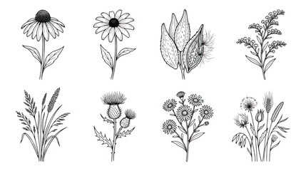 Vintage wildflower botanical illustrations, hand drawn floral sketches set of 8 vector elements, black and white meadow plants and garden weeds © Dream Time Studio