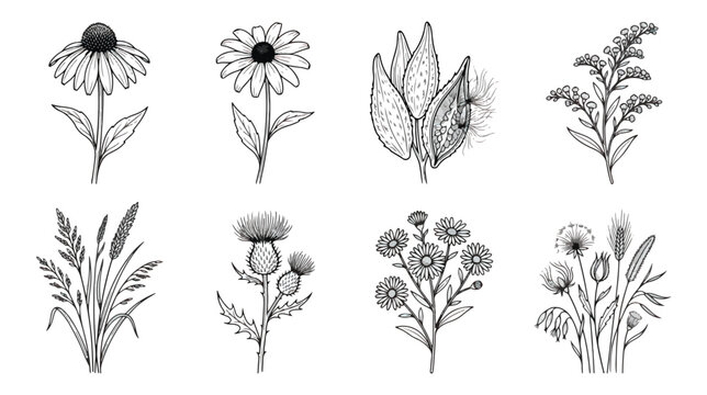 Vintage wildflower botanical illustrations, hand drawn floral sketches set of 8 vector elements, black and white meadow plants and garden weeds