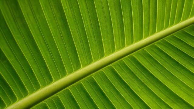 underside. Underside of a large banana leaf showcasing its parallel vein structure. gardening catalogs, home-decor guides, designed for home decor and floral branding, celebrates nature.