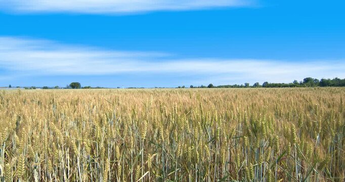 Spring landscape over a wheat field.