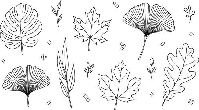 Botanical leaf vector collection set featuring maple ginkgo monstera and oak leaves line art illustration for autumn design