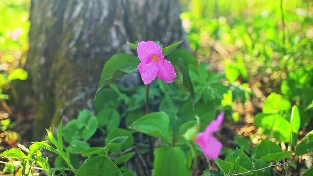 Trillium flower pink colorful wild wildflower macro closeup on forest path of Virginia Blue Ridge Mountains of Wintergreen on sunny spring
