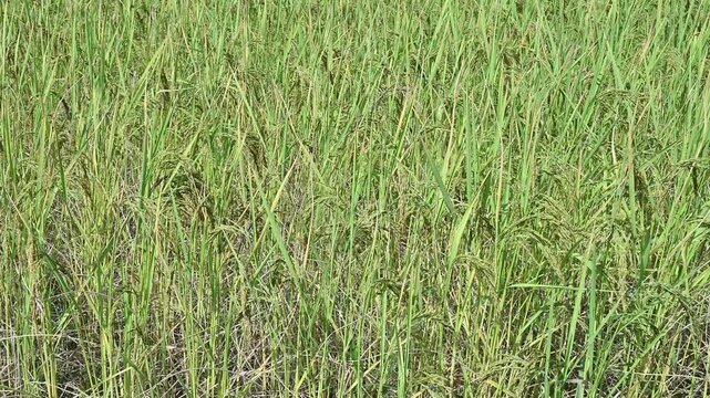 Oryza sativa field (or Asian rice) blowing by the wind in rural Thailand. Thailand has a strong tradition of rice production. It has the fifth largest amount of rice cultivation in the world.