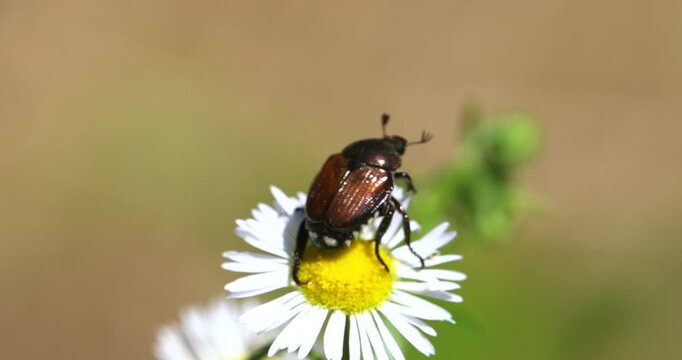 Macro - Cockroach on a daisy