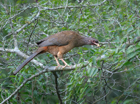 Pava de monte ave o charata