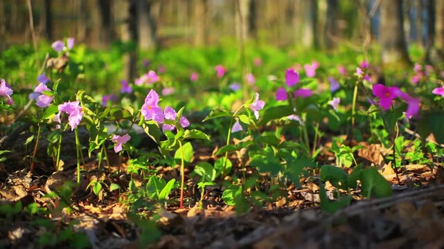 Trillium flower wildflower purple pink wild point of view ground level handheld side panning in Virginia Blue Ridge Mountains of Wintergreen