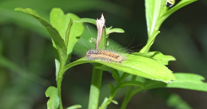 Macro - Caterpillar on a leaf