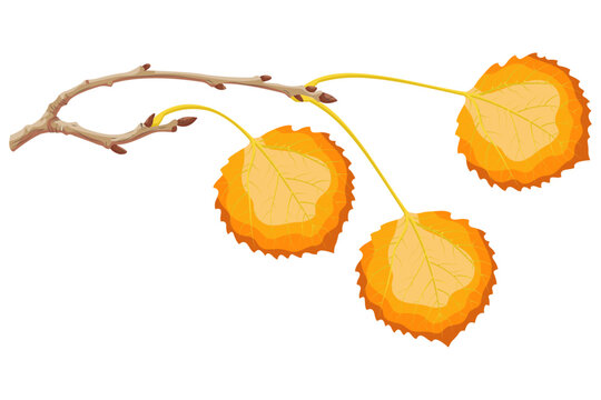 Three golden autumn aspen leaves on a bare branch, vector illustration of fall foliage on white background.