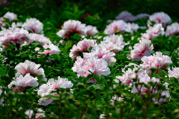 Obraz premium Vibrant pink and white peony blossoms with lush green leaves, captured in sharp focus against a soft, blurred background.