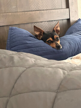 small dog hiding in bed pillows