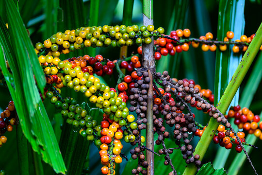 Vibrant multicolored fruit clusters of the Fishtail Palm (Caryota ochlandra), showing different ripening stages against lush green foliage.