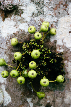 Close-up of unripe green Ficus auriculata fruits, clustered directly on a textured tree trunk with lichen and moss.