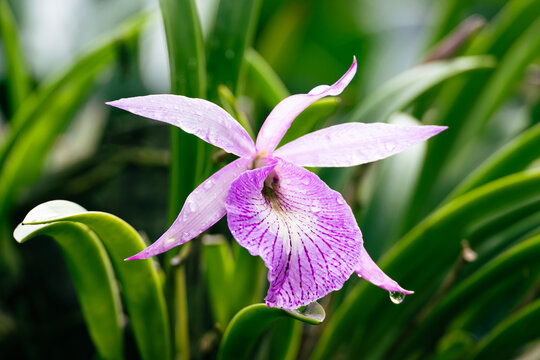 Close-up of delicate Paraso orchid, featuring purple and white petals with fresh dew drops amid lush green tropical leaves.
