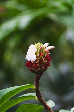 Close-up of tropical costus bloom with stacked crimson bracts and ruffled white flower, reddish stalk and smooth green foliage against blurred lush green backdrop.