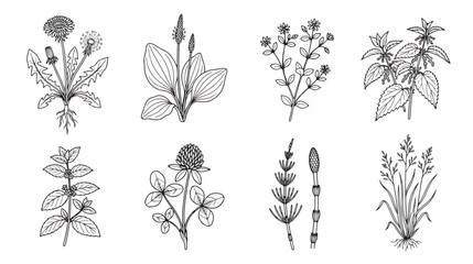 Vintage botanical herb illustrations, set of 8 black and white medicinal plant vectors, hand drawn wildflower line art for apothecary and wellness branding © Rafay