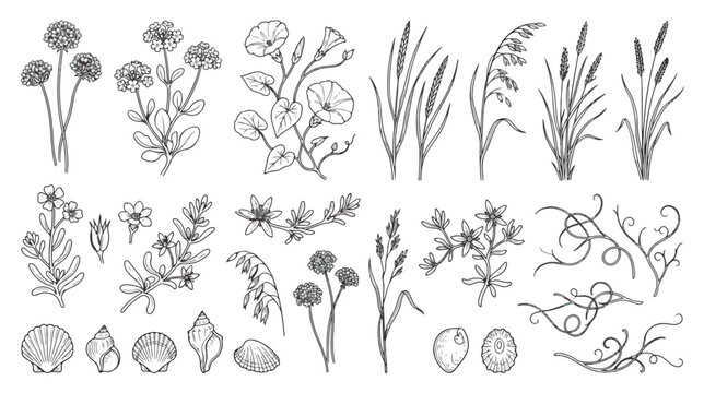 Vintage botanical line art collection, hand drawn wildflower and meadow grass sketches, black and white floral vector set with seashells