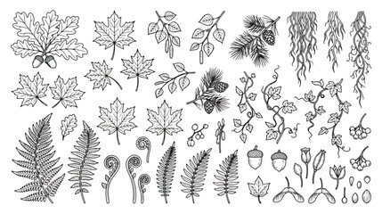 Vintage botanical line art collection, hand drawn forest leaves and fern fronds, black and white floral vector elements for wedding invitations © Rafay