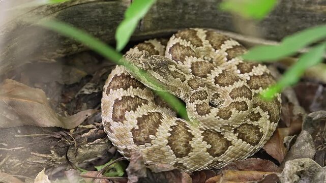Great Basin Rattlesnake curling up to camouflage in the leaves in the Utah wilderness.