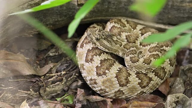 Curled up Great Basin Rattlesnake hiding in the wilderness in Utah flicking its tongue.