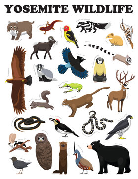 Yosemite National Park Wildlife Set Cartoon Vector Character