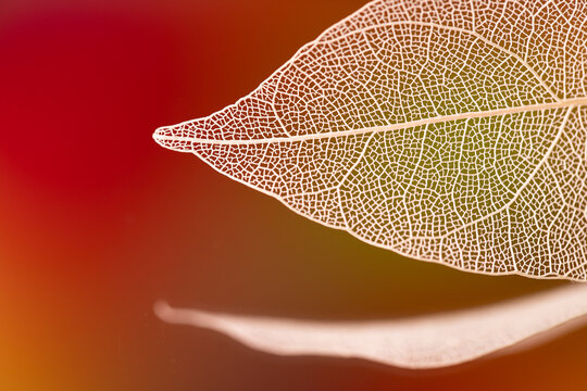 minimalist background in orange tones with a dry leaf skeleton