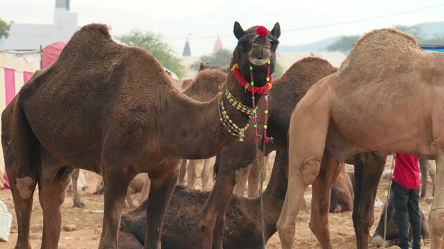 A dromedary camel with ornate decorations chews while standing amongst other camels at pushkar mela in india, capturing the vibrant atmosphere of the renowned camel fair.