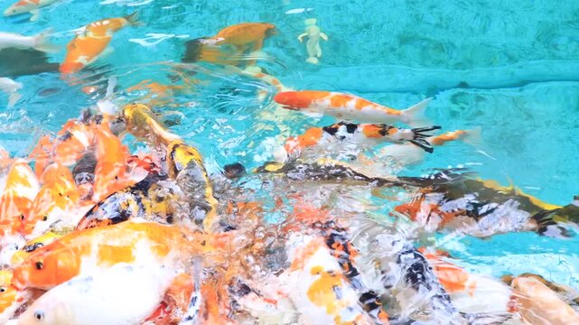 Colorful Koi Fish Swimming in Water Tank at Munnar Kerala Tourist Attraction
