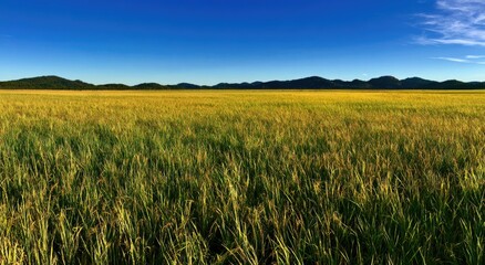 Fototapeta premium Golden-green crop stretches to distant mountains under a bright blue sky