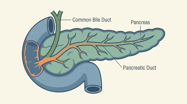 Anatomical diagram of the human pancreas showing the pancreatic duct, duodenum, and common bile duct