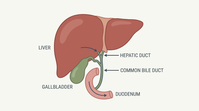 Detailed Medical Illustration of the Human Liver Biliary Tract and Gallbladder Anatomy